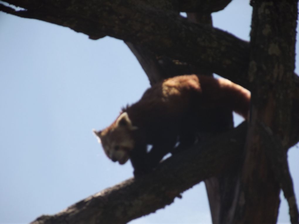 L'ile des gibbons, et l'enclos de petits pandas roux.