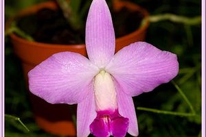 Laelia sincorana