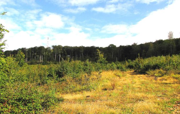 carrefour_Laie du Petit Bois d'Haramont_Sentier (parcelle 147)