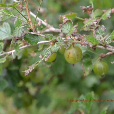 GROSEILLES VERTES en abondance (cultivées en permacuture)