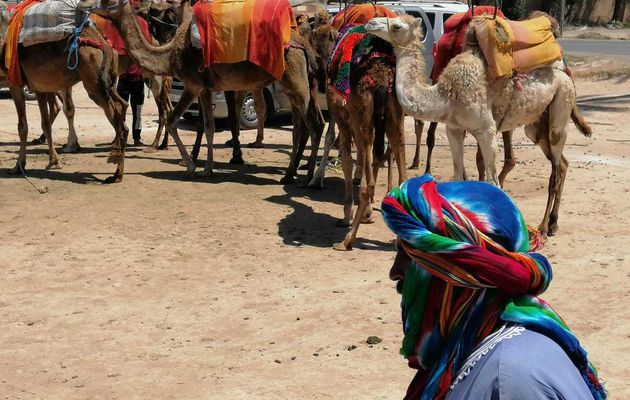 Excursion Marrakech