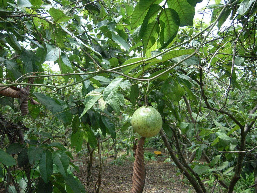 Album - Jardin-Mi-fruits-juin-2011