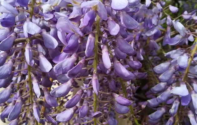 Glycine