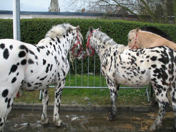 <p>Tous les vendredis avant les rameaux, a lieu à Auffay, un grand marché aux bestiaux : bovins, ovins, chevaux, lapins, colombidés, chèvres,... beaucoup d'exposants étaient présents, ainsi que les spectateurs.</p>
<p>Cependant à Auffay, nous