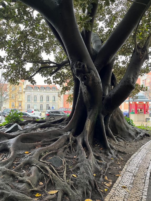 Les tramways et des arbres étonnants 