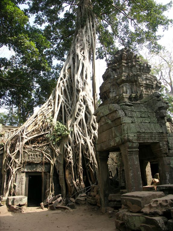 Beauté des sites ; Angkor Vat le plus connu, Ta Prohn et ses fromagers qui dégoulinent sur les murs de latérite, et le joli pont de bambou à Kampong Cham