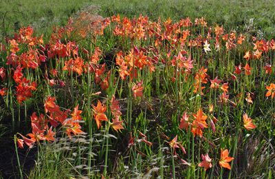 Hippeastrum puniceum (amaryllis, lili rouge)