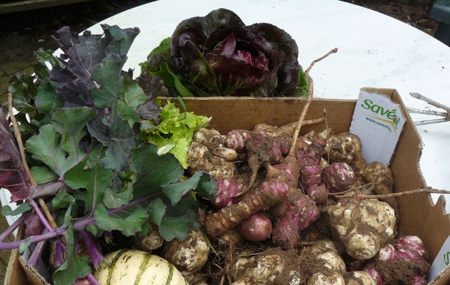 Un petit tour au potager