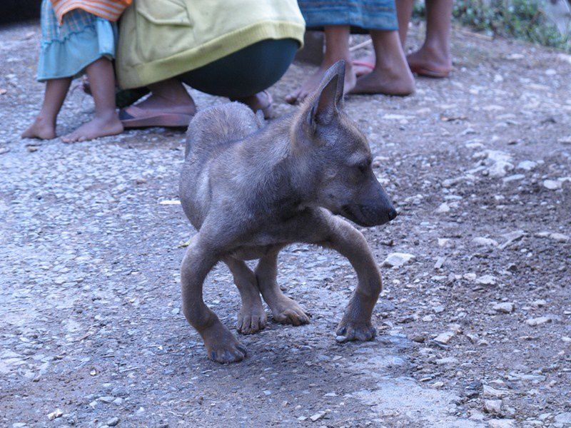 ALBUM - LAOS