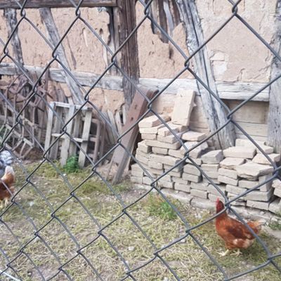 Humour paysan: Le ventriloque à la ferme