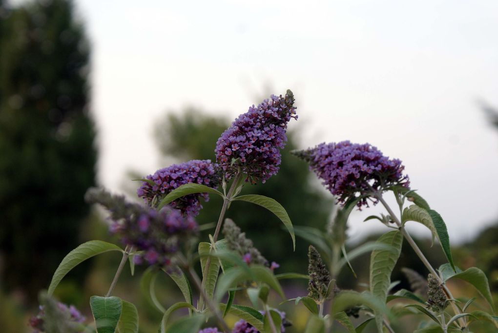 Fleurs d'été de mon jardin.