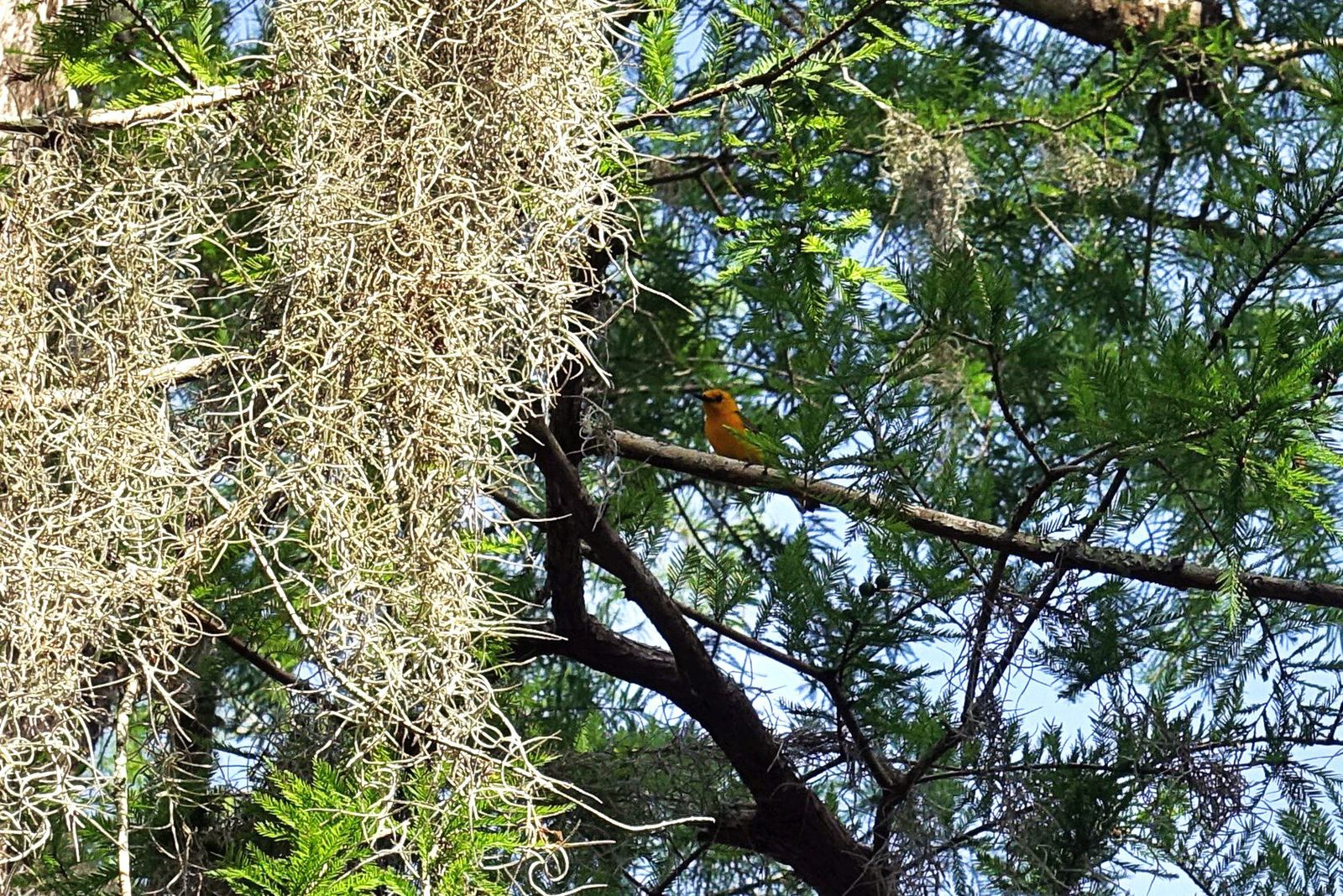 Lake St Martin oiseau rouge