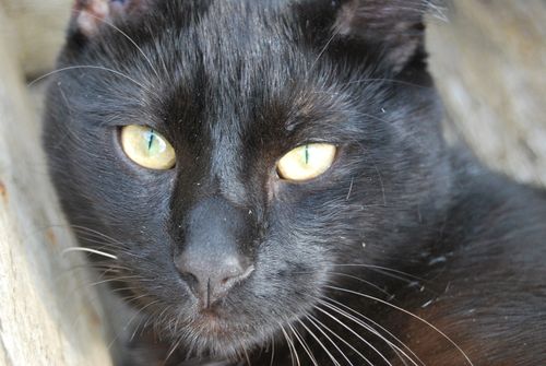 Un Chat Noir En Pma