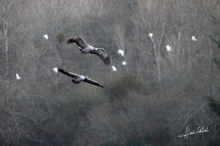 Grues cendrées