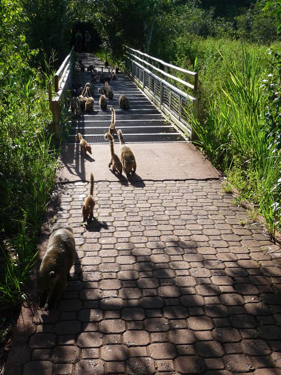 Album - 45.De Puerto Iguazu à Rio (Bresil-janv.)