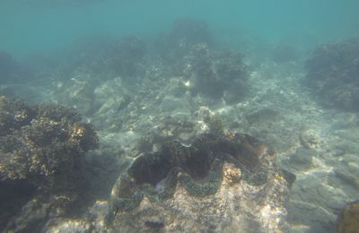 Grande Barrière de Corail