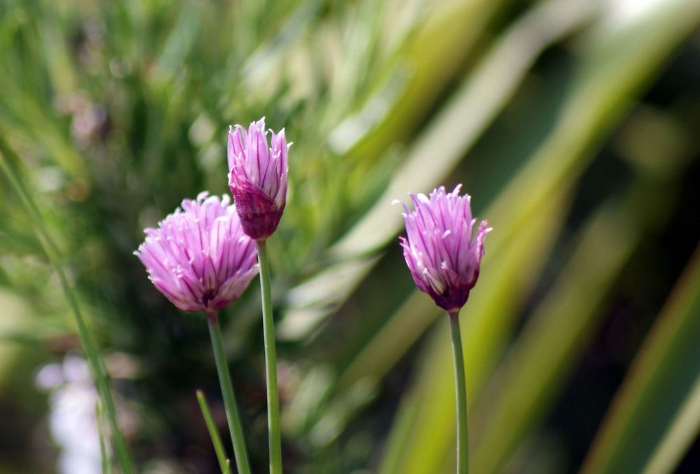 Les plantes et fleurs de mon jardin