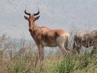Serengeti - entre Kleins Gate et Seronera (2)