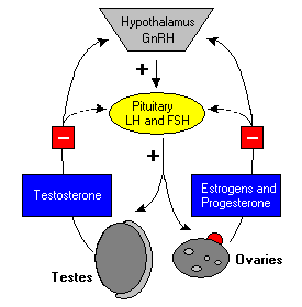 STIMULASI OLEH GONADOTROPIN KHORION