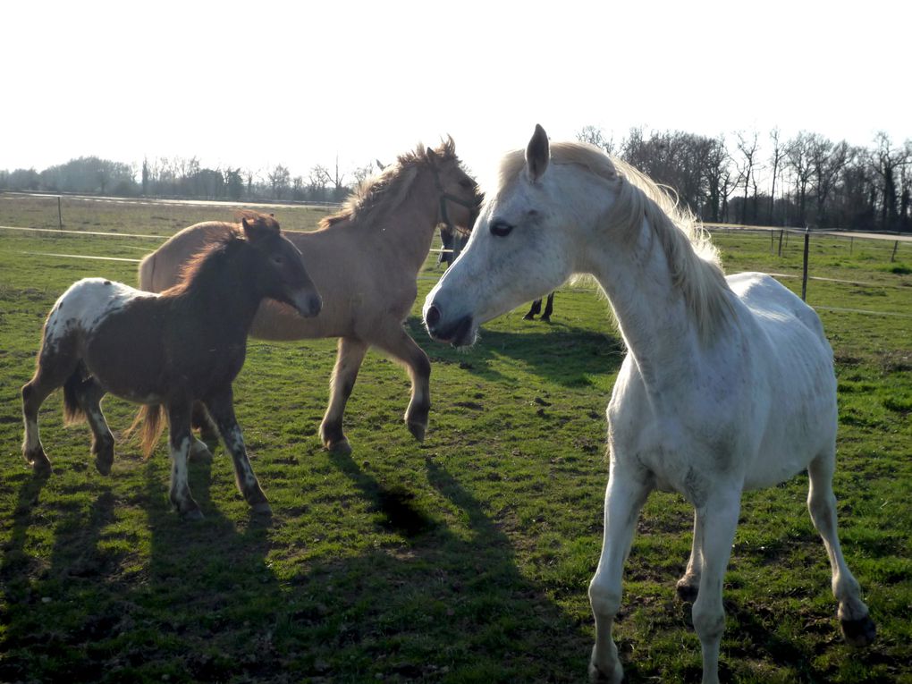 Jument pur sang arabe pure espagnole. Par Navarro III et Gual Dogan