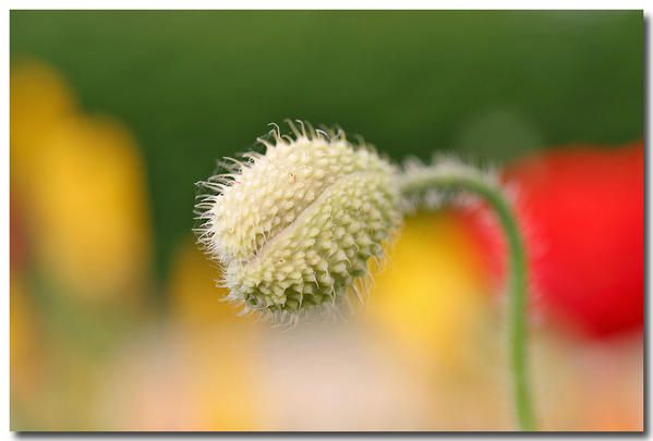 Album - fleurs-et-feuilles