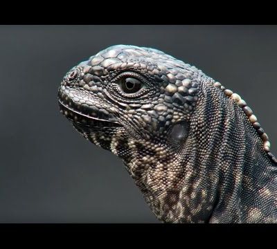 Video: Iguana marina escapa de ser devorada por serpientes, en Galápagos