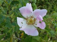 Campanules, mauves, épilobes, fleurs d'églantier et centaurée...
