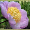 Paeonia Westerner