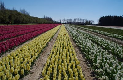 Les fleurs de la Torche