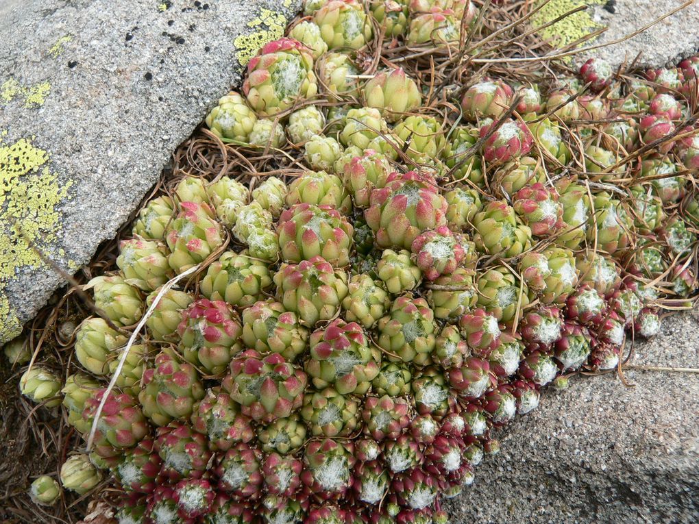 La flore du Mercantour