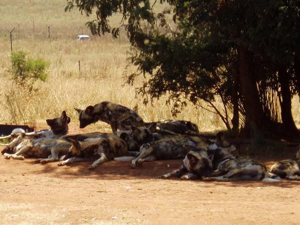 Album - Lion &amp; Rhino Nature Reserve