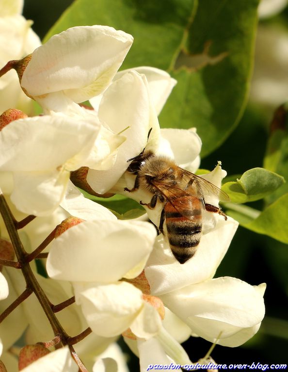 Album - Abeilles-et-acacia