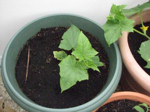 Et oui je distinguais depuis qqs jour de vagues nuances de couleur chaude sur qqs tomates cerises, aujourd'hui c'est confirmé !