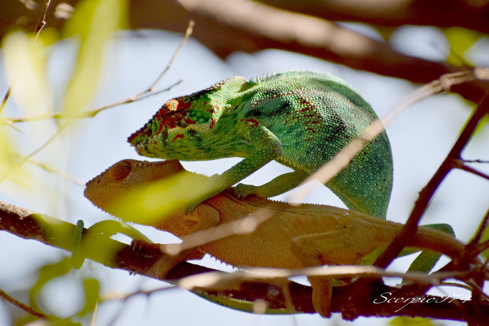 Nature, Nature 974, Nature Réunion, Nature de la Réunion, Nature à la Réunion, faune, faune 974, faune Réunion, faune de la Réunion, faune à la Réunion, animal, animal 974, animal Réunion, animal de la Réunion, animal à la Réunion, reptile, reptile  974, reptile de la Réunion, reptile à la Réunion, reptile Réunion,  le Caméléon, le Caméléon 974, le Caméléon Réunion, le Caméléon de la Réunion, le Caméléon à la Réunion, le Caméléon communs, le Caméléon communs 974, le Caméléon communs Réunion, le Caméléon communs de la Réunion, le Caméléon communs à la Réunion, reptile commun, reptile commun 974, reptile commun Réunion, reptile commun à la Réunion, reptile commun de la Réunion, lézard commun , lézard commun  974, lézard commun  Réunion, lézard commun  de la Réunion, lézard commun  à la Réunion, bête, bête 974, Réunion, bête de la Réunion, bête à la Réunion, grosse bête, grosse bête 974, Réunion, grosse bête de la Réunion, grosse bête à la Réunion, bête à quatre pattes, bête à quatre pattes  à la Réunion, bête à quatre pattes  Réunion, bête à quatre pattes 974, bête à quatre pattes de la Réunion, animaux Réunion, animaux Réunion, animaux de la Réunion, animaux à la Réunion, Caméléon vert, Caméléon vert Réunion, Caméléon vert 974, Caméléon vert de la Réunion, Caméléon vert à la Réunion, Caméléon vert, Caméléon vert de la Réunion, Caméléon vert à la Réunion, Caméléon panthère, Caméléon panthère 974, Caméléon panthère Réunion, Caméléon panthère de la Réunion, Caméléon panthère à la Réunion,  Endormi, Endormi 974, Endormi Réunion, Endormi de la Réunion, Endormi à la Réunion, Lézard Caméléon, Lézard Caméléon 974, Lézard Caméléon Réunion, Lézard Caméléon de la Réunion, Lézard Caméléon à la Réunion,  Furcifer pardalis (Cuvier, 1829), Furcifer pardalis (Cuvier, 1829) 974, Furcifer pardalis (Cuvier, 1829) Réunion, Furcifer pardalis (Cuvier, 1829) de la Réunion, Furcifer pardalis (Cuvier, 1829) à la Réunion, espèce protégée, espèce protégée 974, espèce protégée Réunion, espèce protégée de la Réunion, espèce protégée  à la Réunion, Caméléon orange, Caméléon orange 974, Caméléon orange Réunion, Caméléon orange de la Réunion, Caméléon orange à la Réunion, Caméléon orange vert, espèce protégée 974, espèce protégée Réunion, espèce protégée de la Réunion, espèce protégée à la Réunion, faune protégé, faune protégé 974, faune protégé Réunion, faune protégé de la Réunion, faune protégé à la Réunion, communs, communs Réunion, communs 974, communs de la Réunion, communs à la Réunion, introduite, introduite 974, introduite Réunion, introduite de la Réunion, introduite à la Réunion, espèce introduite, espèce introduite 974, espèce introduite Réunion, espèce introduite de la Réunion, espèce introduite à la Réunion, Caméléon protégé, Caméléon protégé 974, Caméléon protégé Réunion, Caméléon protégé de la Réunion, Caméléon protégé à la Réunion, culture, culture 974, culture Réunion, culture de la Réunion, culture à la Réunion, Caméléons protégés 974, Caméléons protégés Réunion, Caméléons protégés de la Réunion, Caméléons protégés à la Réunion, caméléon furcifer, caméléon furcifer 974, caméléon furcifer Réunion, caméléon furcifer de la Réunion, caméléon furcifer à la Réunion, Caméléon Endormi, Caméléon Endormi 974, Caméléon Endormi Réunion, Caméléon Endormi de la Réunion, Tetrapoda, Tetrapoda 974, Tetrapoda Réunion, Tetrapoda de la Réunion, Tetrapoda à la Réunion, Tetrapoda communs, Tetrapoda communs 974, Tetrapoda communs Réunion, Tetrapoda communs de la Réunion, Tetrapoda communs à la Réunion, vertu Caméléon vert,  vertu Caméléon vert 974, vertu Caméléon vert Réunion, vertu Caméléon vert de la Réunion, vertu Caméléon vert à la Réunion, Chamaeleo pardalis (Cuvier, 1829),  Chamaeleo pardalis (Cuvier, 1829) 974, Chamaeleo pardalis (Cuvier, 1829) Réunion, Chamaeleo pardalis (Cuvier, 1829) de la Réunion, Chamaeleo pardalis (Cuvier, 1829) à la Réunion, Chamaeleo pardalis Cuvier 1829,  Chamaeleo pardalis Cuvier 1829 Réunion,  Chamaeleo pardalis Cuvier 1829 de la Réunion,  Chamaeleo pardalis Cuvier 1829 à la Réunion,  Chamaeleo pardalis Cuvier,  Chamaeleo pardalis Cuvier 974,  Chamaeleo pardalis Cuvier Réunion,  Chamaeleo pardalis Cuvier de la Réunion,  Chamaeleo pardalis Cuvier à la Réunion,  Lézard Caméléon Endormie, Lézard Caméléon Endormie 974, Lézard Caméléon Endormie Réunion, Lézard Caméléon Endormie de la Réunion, Lézard Caméléon Endormie à la Réunion, espèce introduite,  espèce introduite 974,  espèce introduite Réunion,  espèce introduite de la Réunion,  espèce introduite à la Réunion, introduite,  introduite 974,  introduite Réunion,  introduite de la Réunion,  introduite à la Réunion, espèce animal,  espèce animal 974, espèce animal Réunion, espèce animal de la Réunion, espèce animal à la Réunion, animal introduit,  animal introduit Réunion,  animal introduit de la Réunion,  animal introduit à la Réunion,  espèce d'animal introduit,  espèce d'animal introduit 974,  espèce d'animal introduit Réunion,  espèce d'animal introduit de la Réunion,  espèce d'animal introduit à la Réunion,  espèces d'animaux introduits, espèces d'animaux introduits 974, espèces d'animaux introduits Réunion, espèces d'animaux introduits de la Réunion, espèces d'animaux introduits à la Réunion, espèce animale introduite,  espèce animale introduite Réunion,  espèce animale introduite de la Réunion,  espèce animale introduite à la Réunion,  espèces animales introduites,  espèces animales introduites 974,  espèces animales introduites Réunion,  espèces animales introduites de la Réunion,  espèces animales introduites à la Réunion,Furcifer pardalis,  Furcifer pardalis 974,  Furcifer pardalis Réunion,  Furcifer pardalis de la Réunion,  Furcifer pardalis à la Réunion, Furcifer pardalis (Cuvier, 1829),  Furcifer pardalis (Cuvier, 1829) 974, Furcifer viridis (Gray, 1846) Réunion, Furcifer pardalis (Cuvier, 1829) de la Réunion, Furcifer pardalis (Cuvier, 1829) à la Réunion, Furcifer pardalis Cuvier 1829,  Furcifer pardalis Cuvier 1829 Réunion,  Furcifer pardalis Cuvier 1829 de la Réunion,  Furcifer pardalis Cuvier 1829 à la Réunion,  Furcifer pardalis Cuvier,  Furcifer pardalis Cuvier 974,  Furcifer pardalis Cuvier Réunion,  Furcifer pardalis Cuvier de la Réunion,  Furcifer pardalis Cuvier à la Réunion, Betavulgaris var. rapacea (W.D.J.Koch), Furcifer pardalis 974, Furcifer pardalis Réunion, Furcifer pardalis de la Réunion, Furcifer pardalis à la Réunion,   lézard introduit 974, lézard introduit Réunion, lézard introduit de la Réunion, lézard introduit à la Réunion, espèce de lézard protégée 1913,  espèce de lézard protégée 1913 Réunion,  espèce de lézard protégée 1913 de la Réunion,  espèce de lézard protégée 1913 à la Réunion,  espèce de lézard protégée,  espèce de lézard protégée 974,  espèce de lézard protégée Réunion,  espèce de lézard protégée de la Réunion,  espèce de lézard protégée à la Réunion, lézard gris, reptile envahissant974, reptile envahissant Réunion, reptile envahissant de la Réunion, reptile envahissant à la Réunion, reptile nuisible,  reptile nuisible 974, reptile nuisible Réunion, reptile nuisible de la Réunion, reptile nuisible à la Réunion, animaux à quatre pattes,  animaux à quatre pattes Réunion,  animaux à quatre pattes de la Réunion,  animaux à quatre pattes à la Réunion,  reptiles nuisibles,  reptiles nuisibles 974,  reptiles nuisibles Réunion,  reptiles nuisibles de la Réunion,  reptiles nuisibles à la Réunion, lézard introduit, lézard changeant de couleur 974, lézard changeant de couleur Réunion, lézard changeant de couleur de la Réunion, lézard changeant de couleur à la Réunion, couple, couple 974, couple Réunion, couple de la Réunion, couple à la Réunion, copulation, copulation 974, copulation Réunion, copulation à la Réunion, copulation de la Réunion, accouplement, accouplement 974, accouplement Réunion, accouplement de la Réunion, accouplement à la Réunion, accouplement de lézard, accouplement de lézard 974, accouplement de lézard Réunion, accouplement de lézard à la Réunion,  accouplement de lézard de la Réunion, accouplement de caméléon, accouplement de caméléon 974, accouplement de caméléon Réunion, accouplement de caméléon à la Réunion