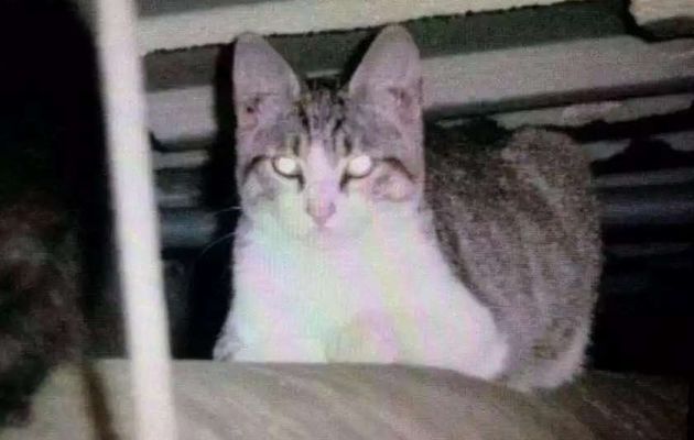 Urgent : Mignonne aimerait voir si ...
