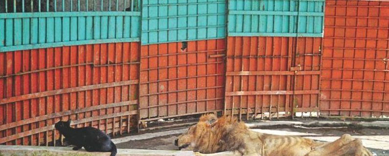 Les images d’un lion squelettique dans un zoo au Bangladesh provoquent l’indignation des internautes