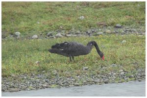 sortie marais du 19 août 2017