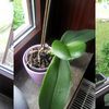 Mes plantes, Orchidées et mon nouveau jardin !