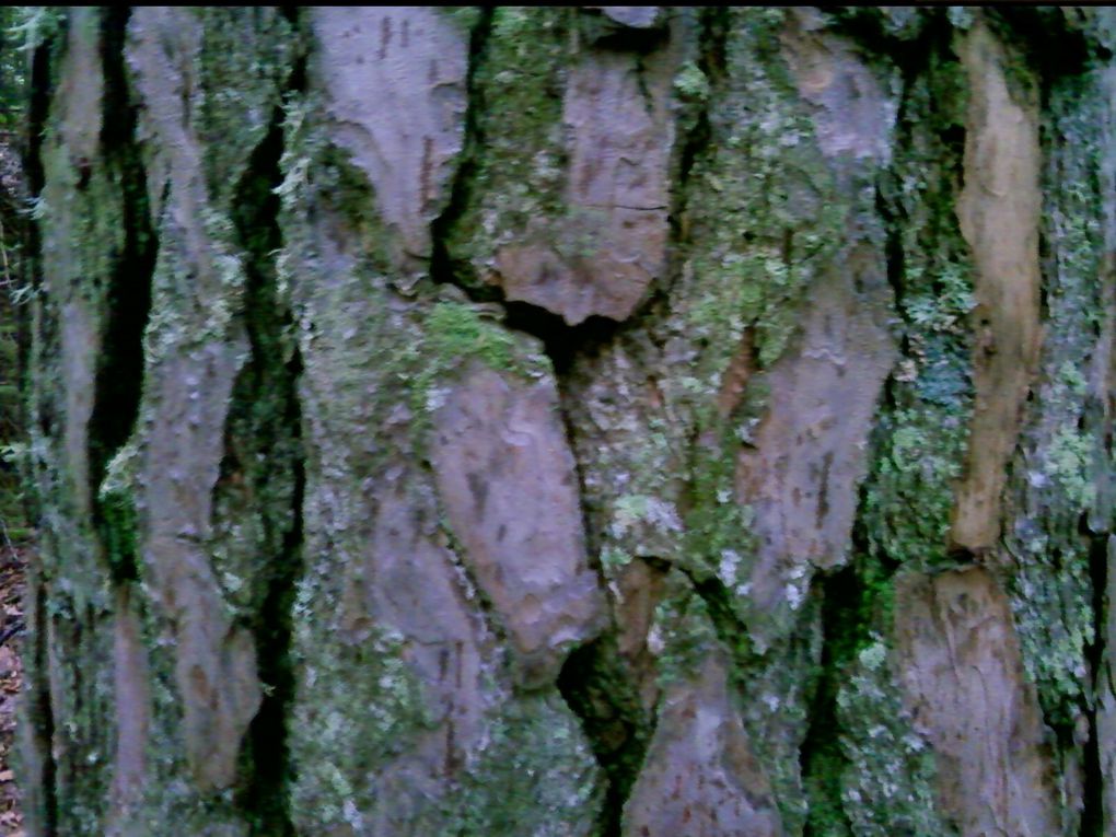 photos d'arbres aux formes insolite, écorce diverses, utilisation...
Passionné par cet être vivant présent resque partout dans le monde.