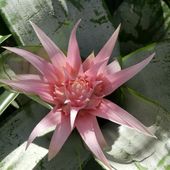 Fleurs du jour (25-03) - Noy et Gilbert en Thaïlande
