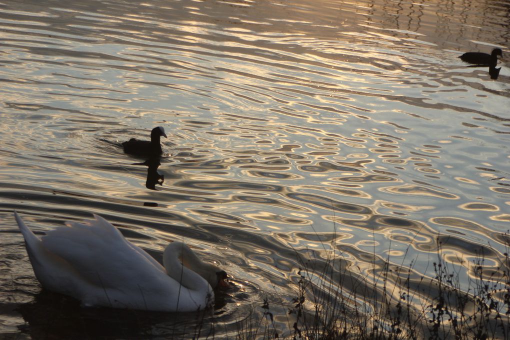 Duo de cygnes au couchant