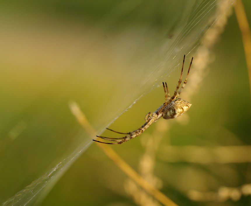 Album - Macro-araignée