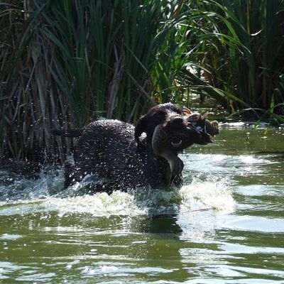 Retour de Dréa vom HUNDEGELAUT