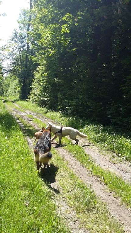 2ème Rando Canine du 15/05