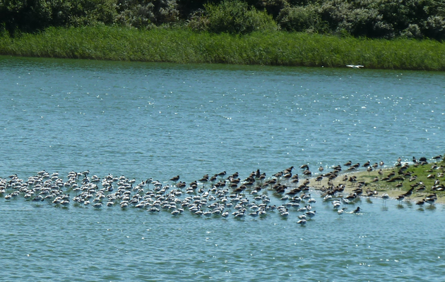 SUR LA COTE PICARDE EN BAIE DE SOMME