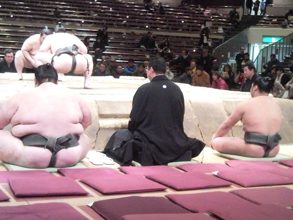 Beaucoup de photos de sumos et autres...