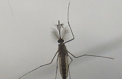 Virus Zika: moustique transgénique / Chemtrails: moustique transgénique...