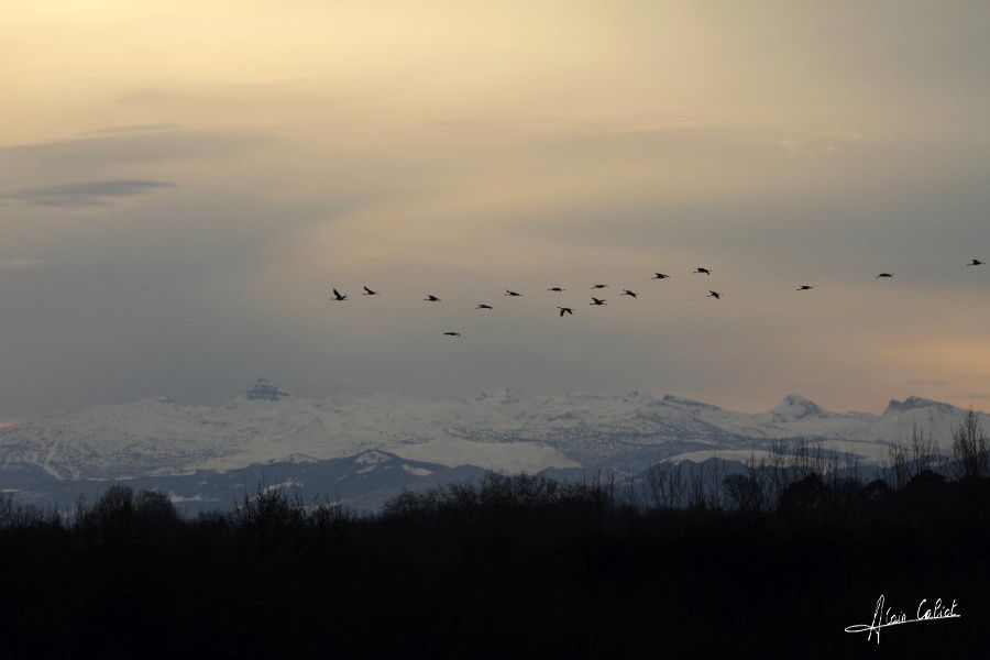 Grues cendrées