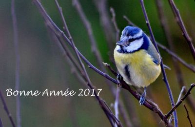 Bonne Année 2017