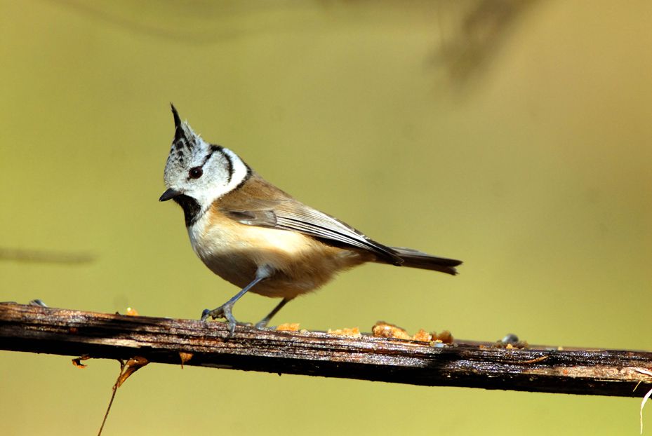 Banque d'images d'oiseaux